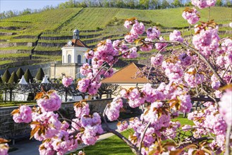 At the Wackerbarth Castle State Winery