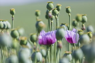 Poppy cultivation in Saxony