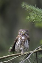 Eurasian pygmy owl (Glaucidium passerinum) (Strix passerina) perched in tree in coniferous forest