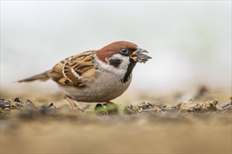 Eurasian tree sparrow (Passer montanus), field sparrow Winter feeding, feeding site, splendid