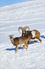 European mouflon (Ovis aries musimon) ram with ewe on a snowy meadow in the mountains in tirol,