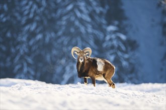 European mouflon (Ovis aries musimon) ram on a snowy meadow in the mountains in tirol, Kitzbühel,