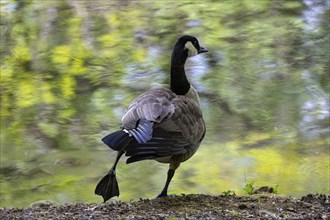 Canadian wild goose (Branta canadensis) in the Tiergarten Berlin