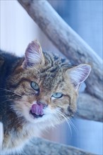 European wildcat (Felis silvestris), portrait, Wildpark Aurach Kitzbühel, Tirol, Austria, Europe