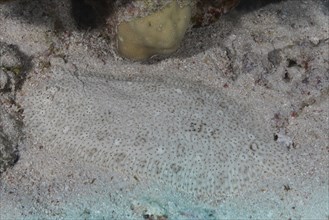 Well camouflaged finless sole (Pardachirus marmoratus) in the sand. Dive site Marsa Shona Reef,