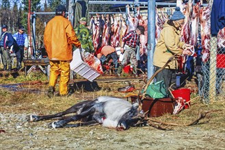 Dead reindeer at an outdoor slaughter place in northern Sweden at autumn, Kvikkjokk, Lapland,