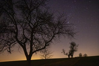 Hohburkersdorf panorama with Napoleon lime tree and memorial stone. To commemorate the victims of