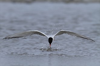 Common Tern (Sterna hirundo), foraging, hunting for fish, Lower Saxony Wadden Sea National Park,