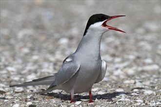 Common Tern (Sterna hirundo), mating in the colony, Lower Saxon Wadden Sea National Park, East