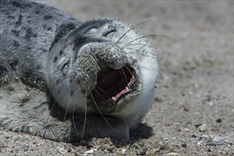 Harbor seal (Phoca vitulina), portrait of a howler, pup on the beach, Lower Saxony Wadden Sea