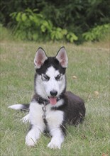 Siberian Husky female (Canis lupus familaris), 5 months, lying on a meadow, North Rhine-Westphalia,