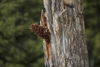 Pine cones lodged in tree by Great Spotted Woodpecker (Dendrocopos major) Sweden