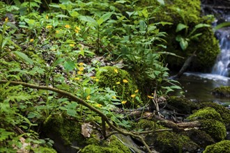 The Tharandt Forest, formerly known as the Grillenburg Forest, is a landscape in the centre of