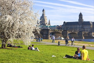 Dresden Spring on the banks of the Elbe in Neustadt