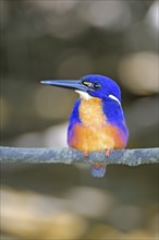 Azure Sparrow (Alcedo azureus), Queensland, Australia, Oceania