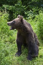 Adult European brown bear (Ursus arctos arctos), Transylvania, Carpathians, Romania, Europe