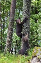 European brown bear (Ursus arctos arctos), young, young, Transylvania, Carpathians, Romania, Europe