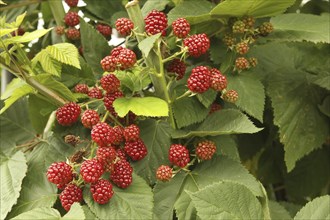 Blackberry bush with unripe red berries, Allgäu, Bavaria, Germany, Europe