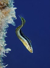 Dussumier's sabre-tooth blenny (Aspidontus dussumieri), female, dive site House Reef, Mangrove Bay,