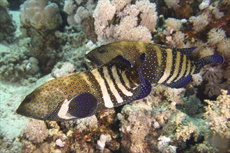 Pair of bluespotted grouper (Cephalopholis argus) courting, mating, dive site House Reef, Mangrove