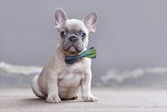 Small lilac fawn colored French Bulldog dog puppy wearing bowtie sitting in front of gray wall with