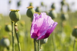 Poppy cultivation in Saxony