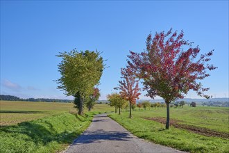 Road, field landscape, pear tree, fruit trees, sky, autumn, beeches, Odenwald, Baden-Württemberg,