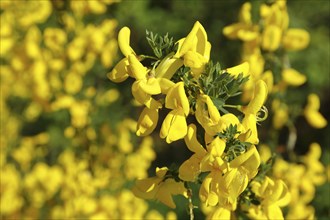 Broom (Genista), branch with yellow flowers, North Rhine-Westphalia, Germany, Europe