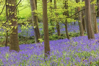 Common bluebells (Hyacinthoides non-scripta), in the blue forest, North Rhine-Westphalia, Germany,