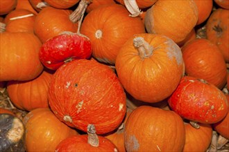 Pumpkins (Cucurbita) (Cucurbitaceae) are a genus of plants in the gourds . Five species are