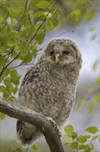 Ural owl (Strix uralensis) owlet perched in tree, Scandinavia