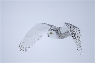 Snowy owl (Nyctea scandiaca) female, in flight, wings pointing downwards, Ottawa, Quebec, Canada,