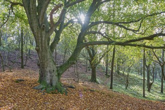 Beech tree, Old, Forest, Sun, Amsterdam water line dunes, Zandvoort, North Sea, North Holland,