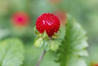 Woodland strawberry (Fragaria vesca), Germany, Europe