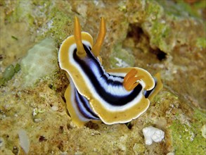 Africa star snail (Chromodoris africana) Star snail. Dive site Abu Kafan, Egypt, Red Sea, Africa