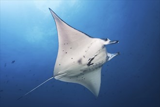 Reef manta ray (Mobula alfredi) (Syn.: Manta alfredi), from below, swimming in the open sea, Great