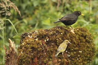 Blackbird (Turdus merula) and greenfinch (Chloris chloris) at the summer feeding site, Allgäu,