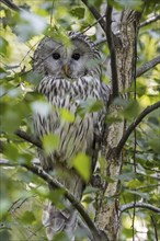 Ural owl (Strix uralensis) perched in birch tree on the taiga, native to Scandinavia, montane