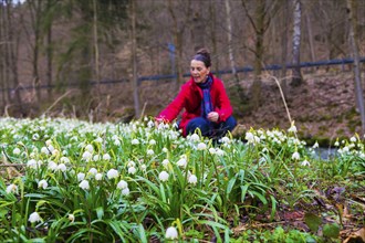 Marchflower blossoms in the Polenz Valley The Marchflower (Leucojum vernum) is in full bloom in the