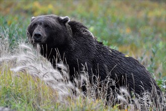 Brown bear (Ursus arctos), grizzly lying in the grass, dark colouring, North Yukon, Yukon