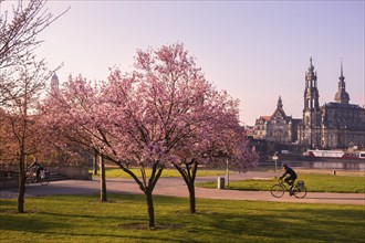 Spring on the Königsufer in Dresden