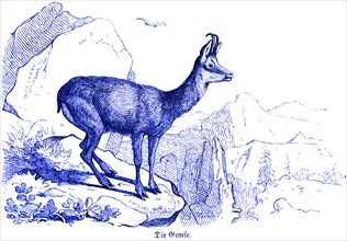 Chamois in the mountains, Hubertus hunting and hunting scenes, wild animals, horns, rocky outcrop,