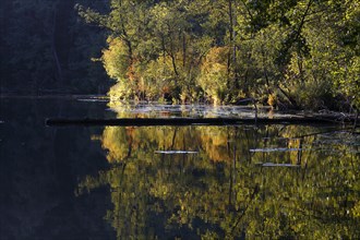 Alder swamp forest in autumn, Müritz National Park, Mecklenburg-Western Pomerania, Germany, Europe