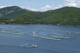 Fish farming at Lake Koman, a reservoir on the Drin River, in the Albanian Alps in northern Albania