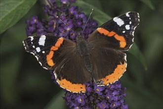 Red admiral (Vanessa atalanta) on butterfly bush (Buddleja), Baden-Württemberg, Germany, Europe