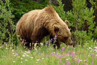 Brown bear (Ursus arctos), grizzly eating grass and flowers, light colouring, Yukon Territory,