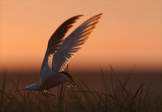 Common Tern (Sterna hirundo), flight study at sunset, in flight with fish in its beak, Lower Saxon