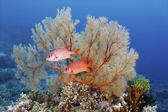 Large spiny hussar fish (Sargocentron spiniferum) or giant hussar, two, in front of gorgonian