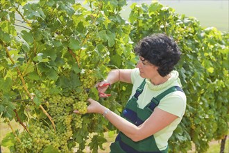 Start of the grape grape harvest at Winzergenossenschaft Meissen eG