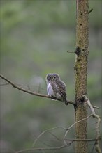 Eurasian pygmy owl (Glaucidium passerinum) (Strix passerina) perched in dead tree in coniferous